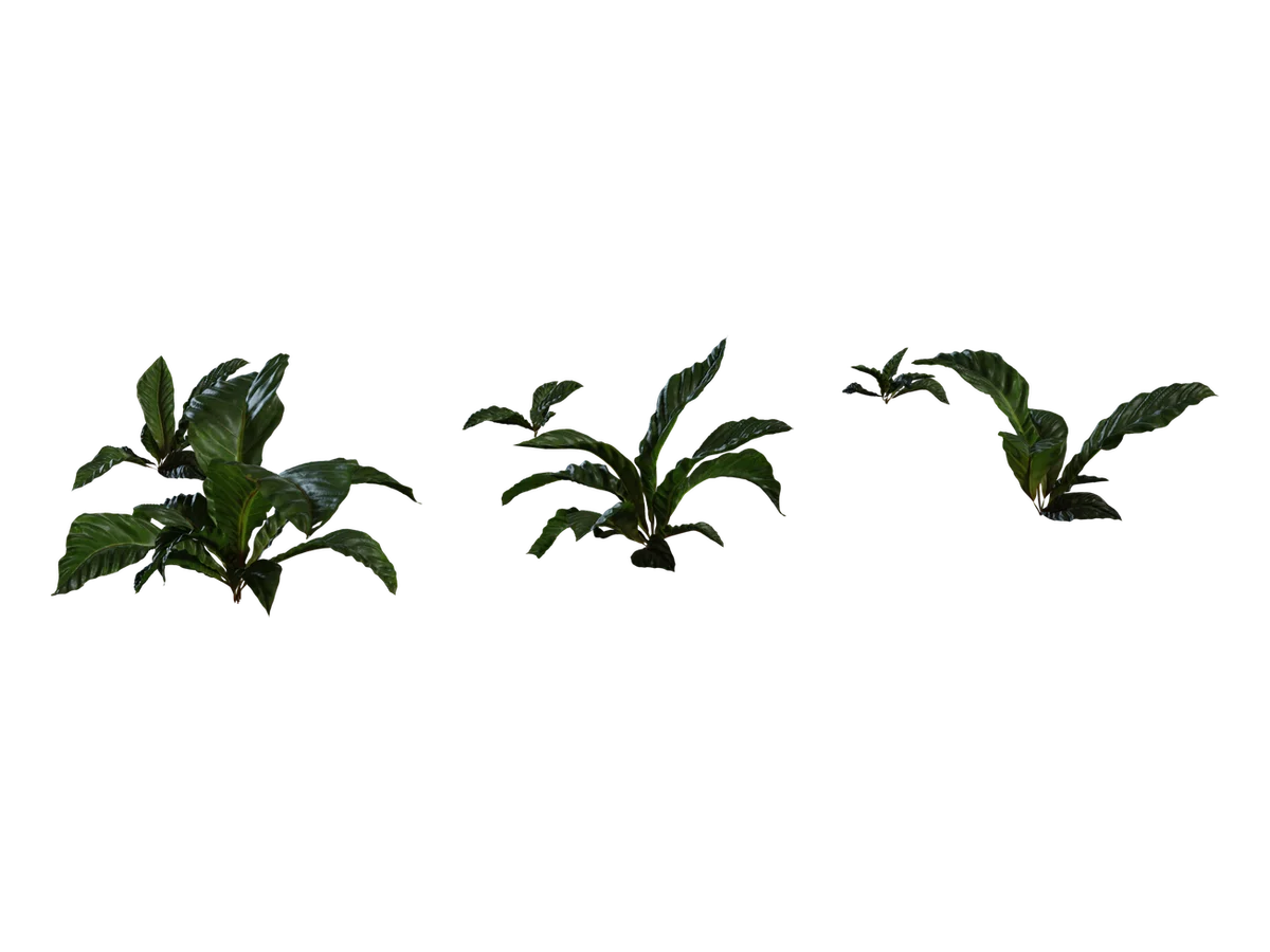 Anthurium Botany 01