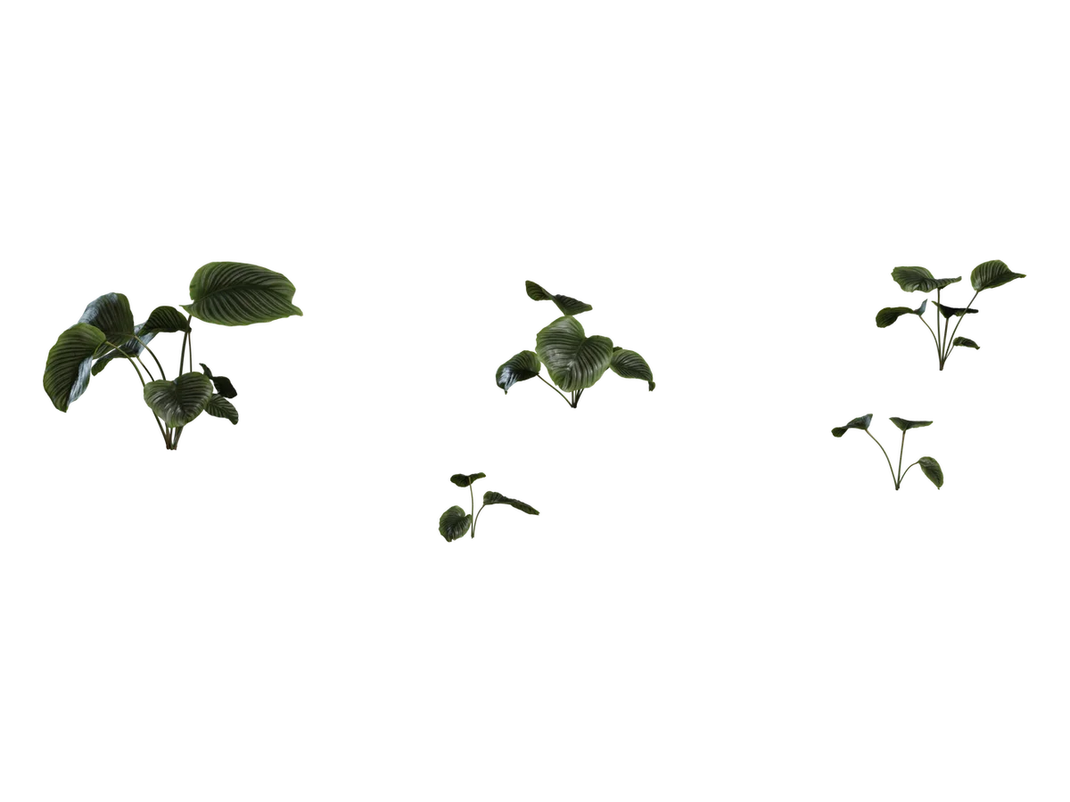 Calathea Orbifolia 01