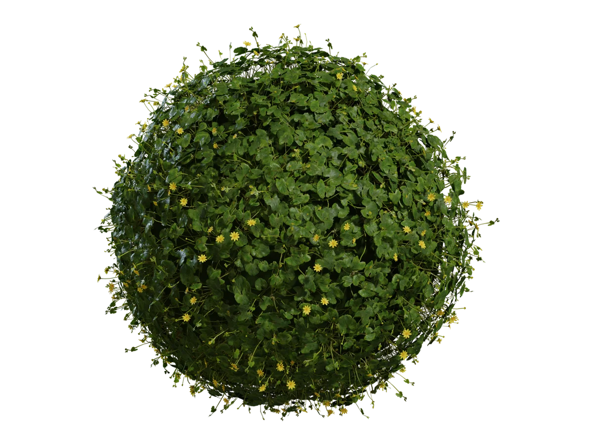 Celandine 01