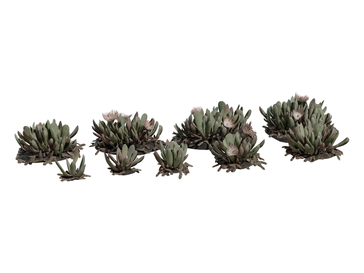 Cheiridopsis Succulent