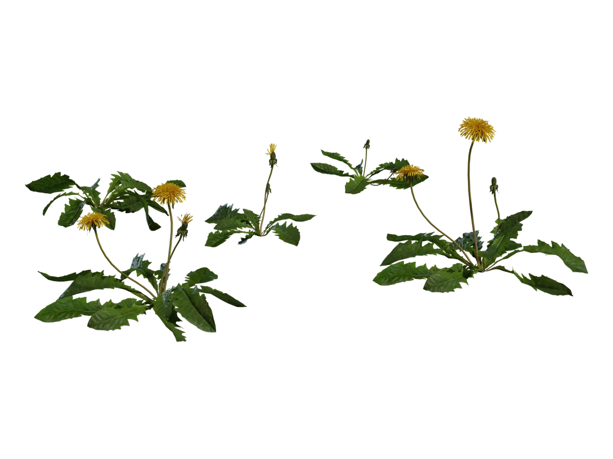 Dandelion 01