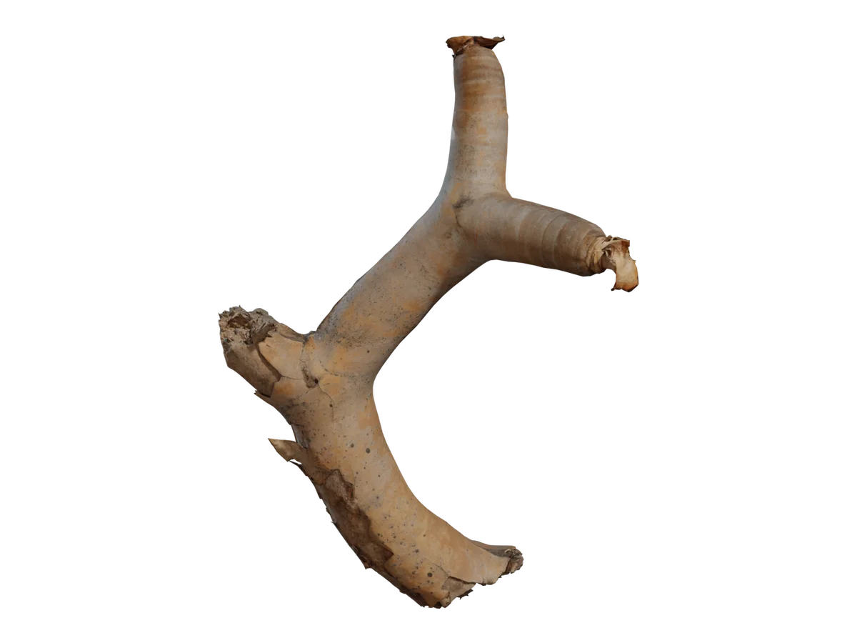 Dead Quiver Branch