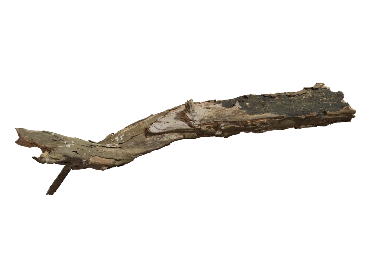 Dead Tree Trunk 02