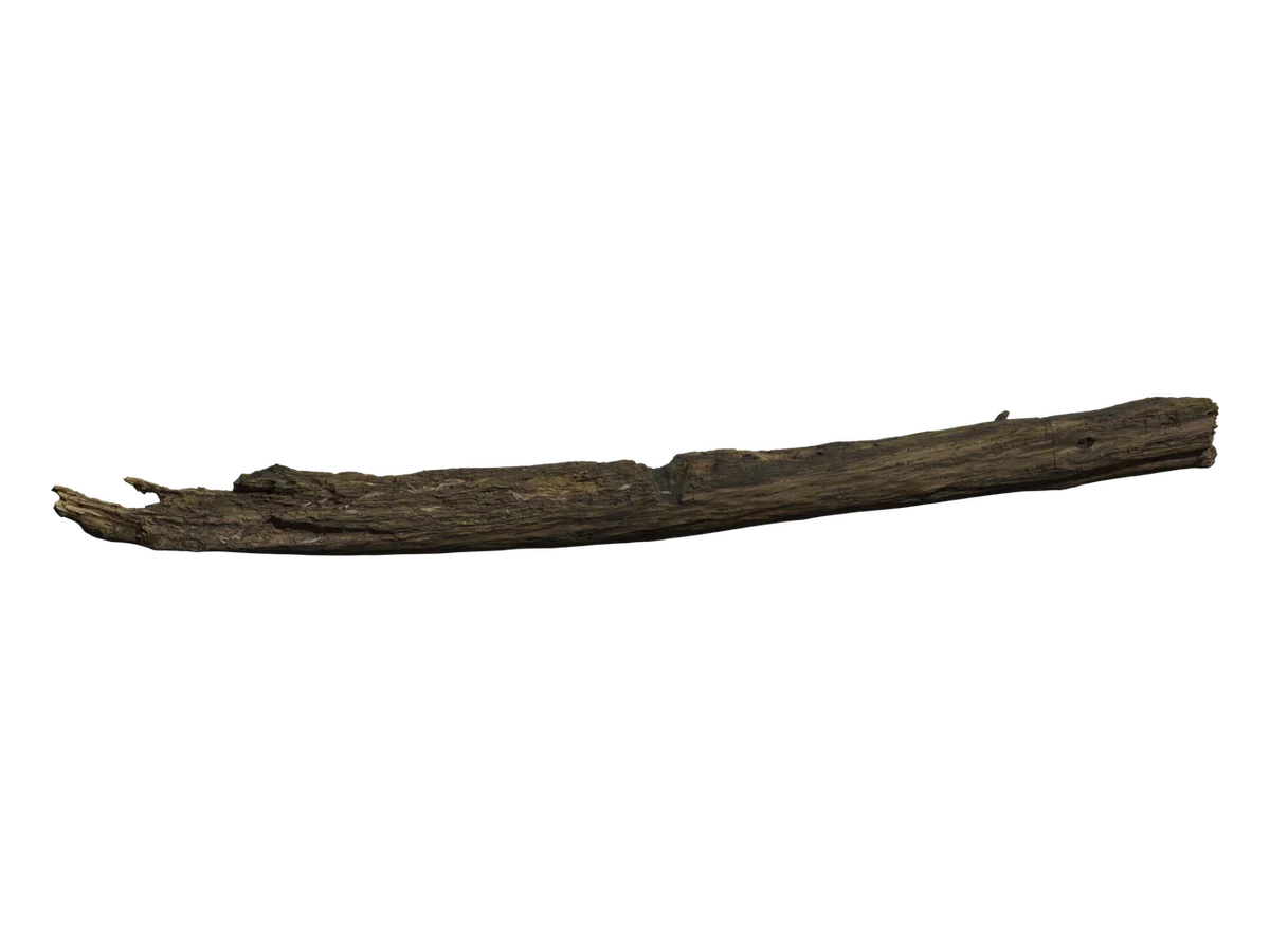 Dead Tree Trunk