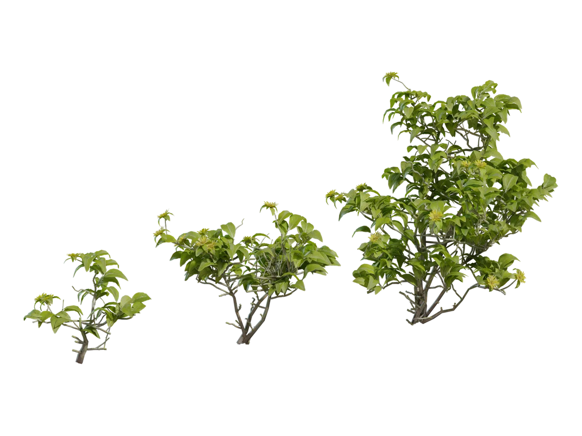 Didelta Spinosa