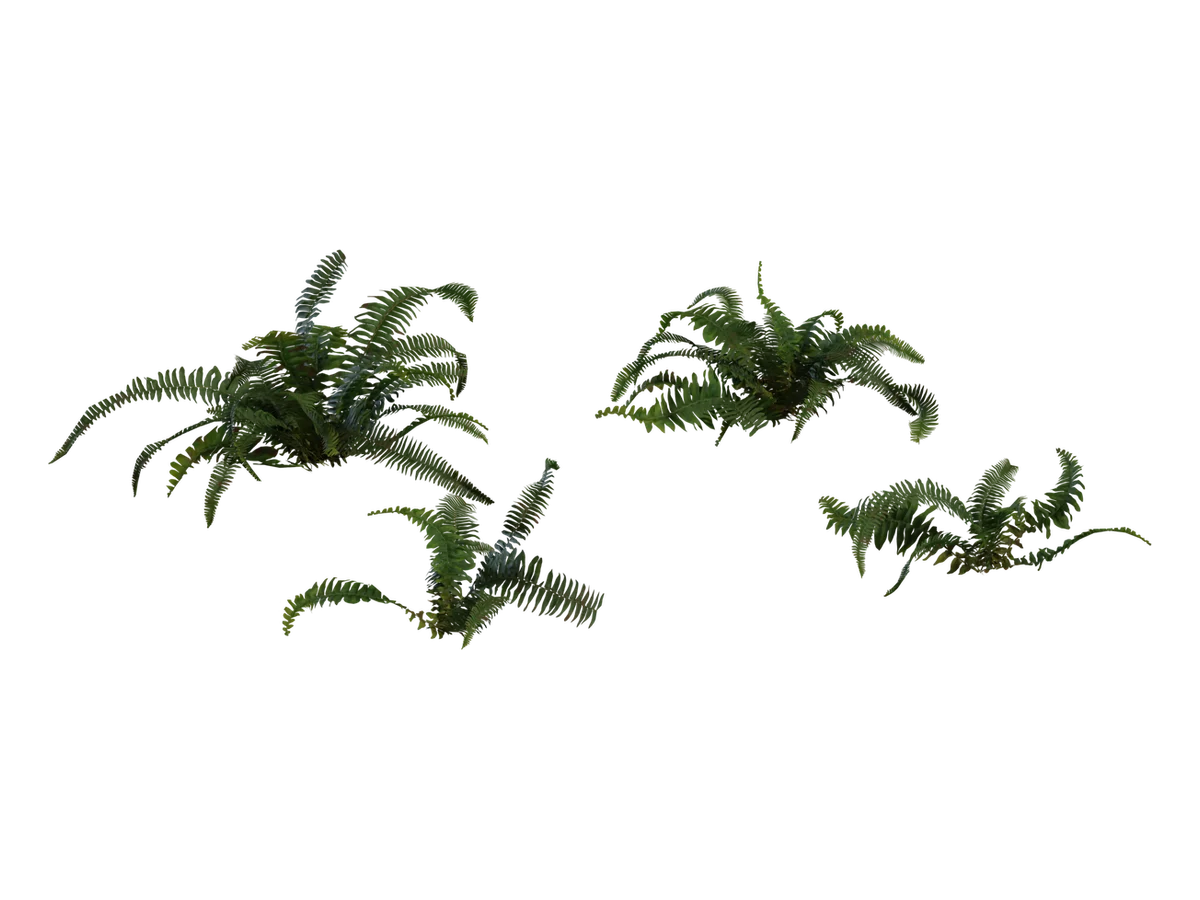 Fern 02