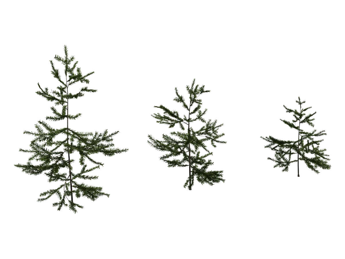Fir Sapling