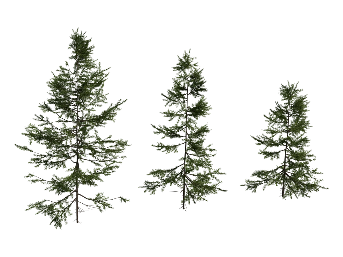Fir Sapling Medium