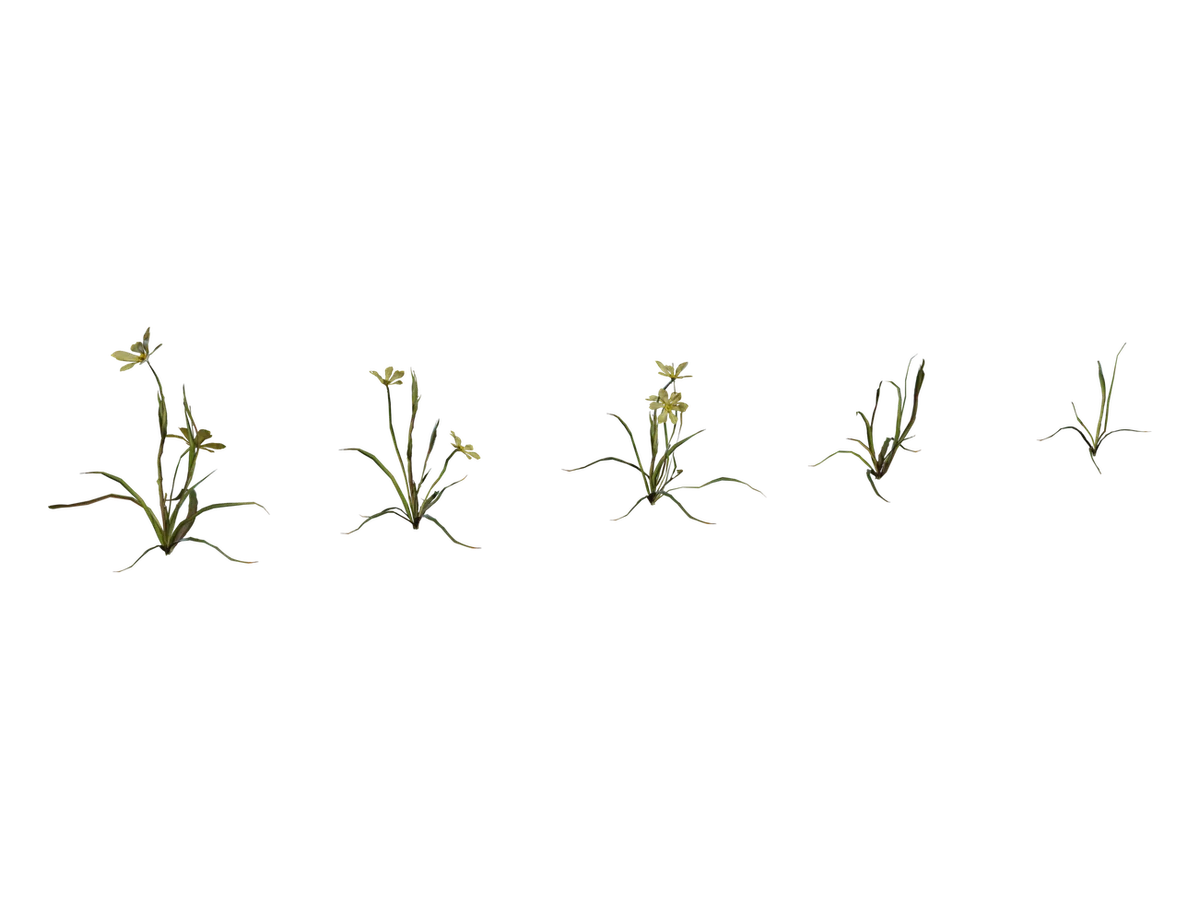 Flower Empodium