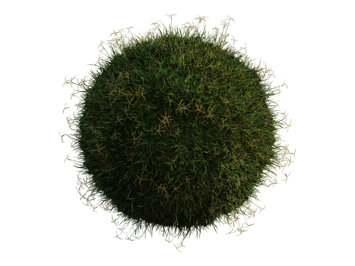 Grass Bermuda 01