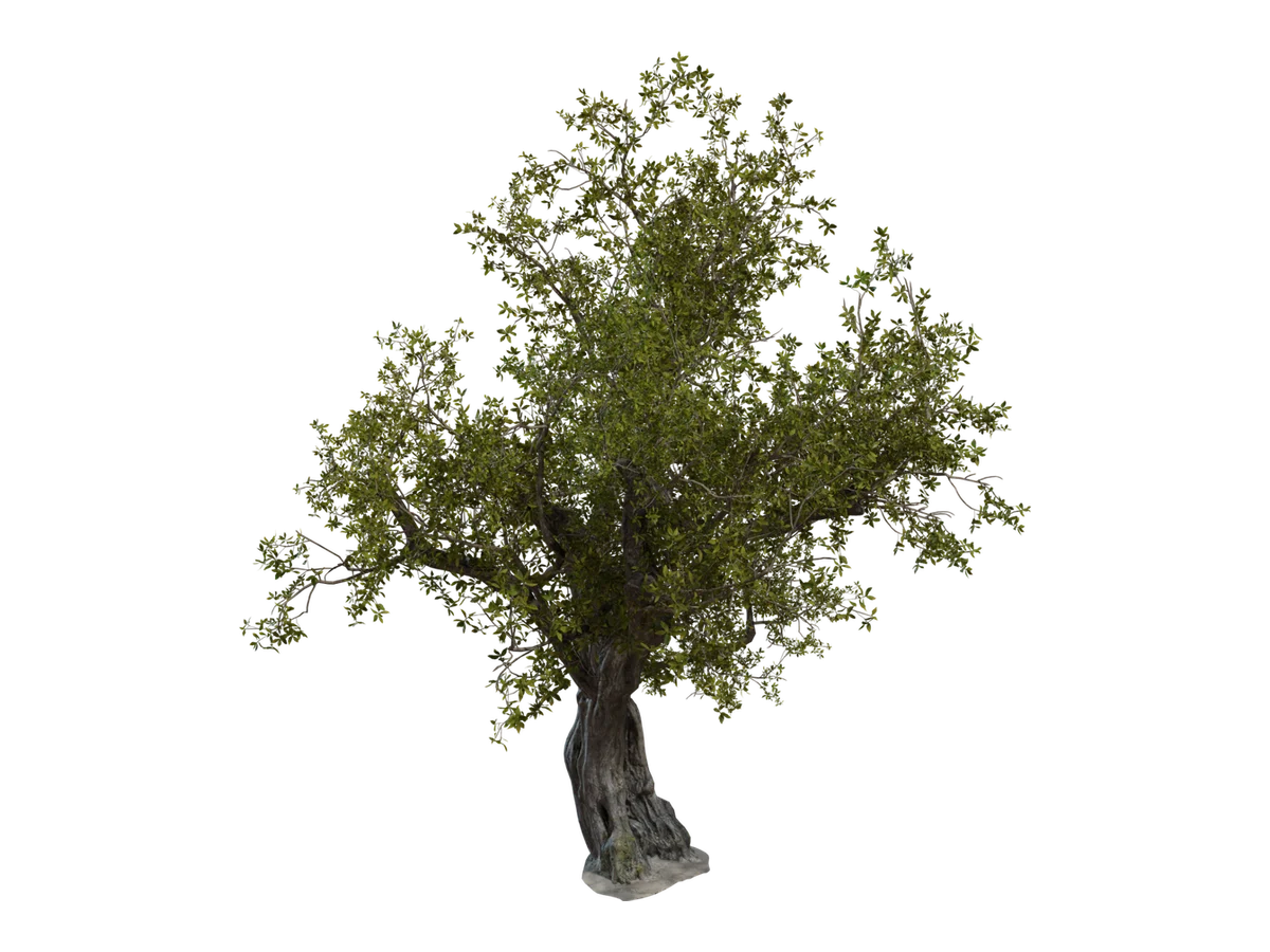 Island Tree 01