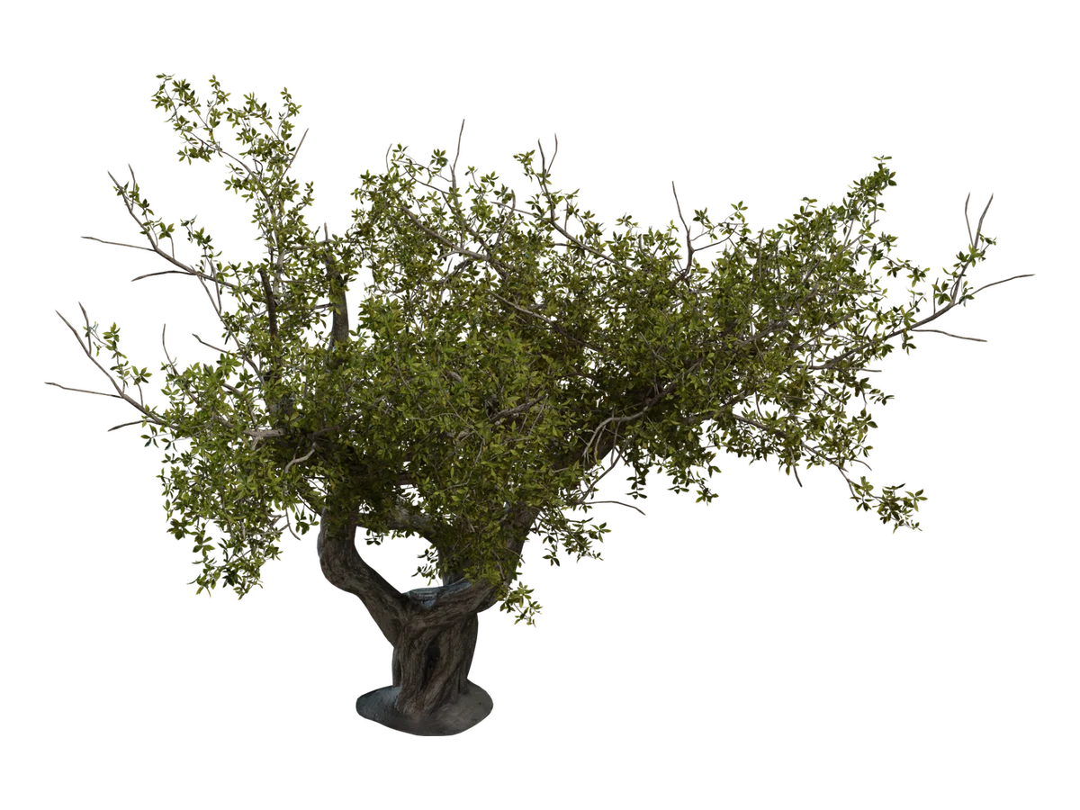 Island Tree 02