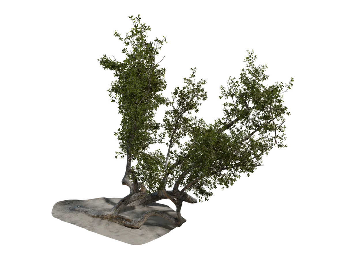 Island Tree 03
