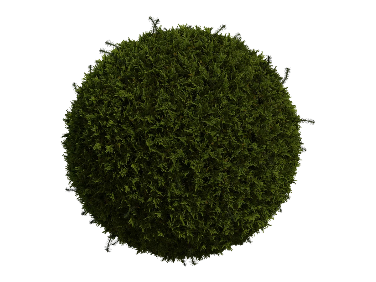 Moss