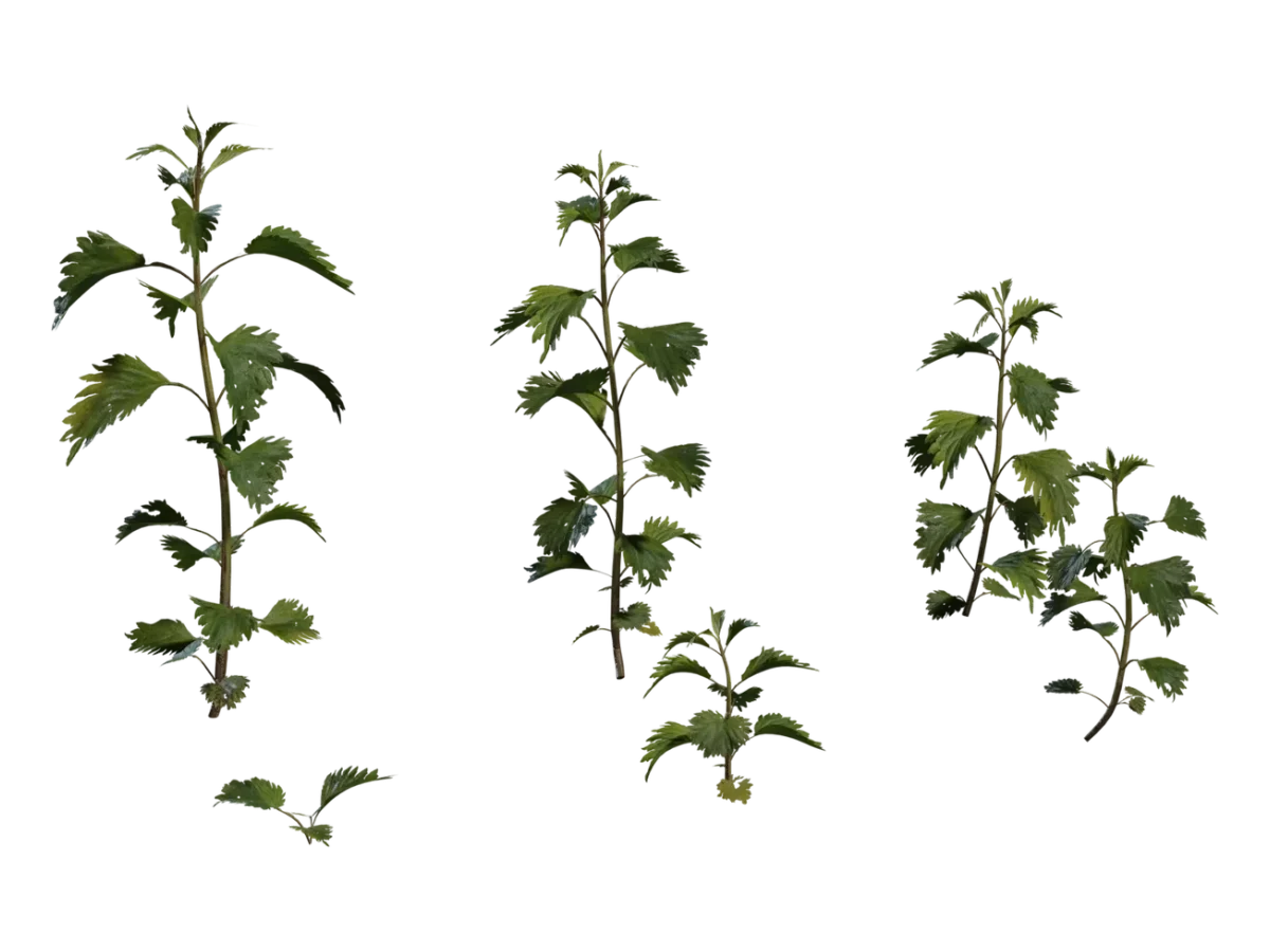 Nettle Plant