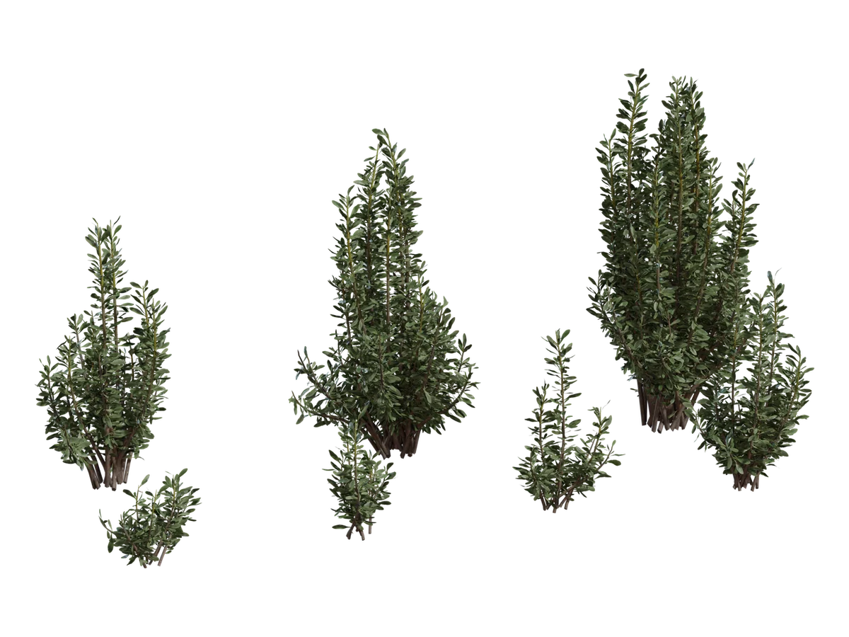 Othonna Cerarioides
