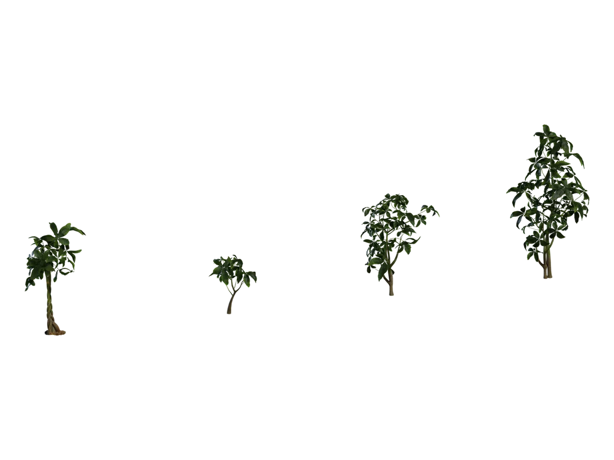 Pachira Aquatica 01