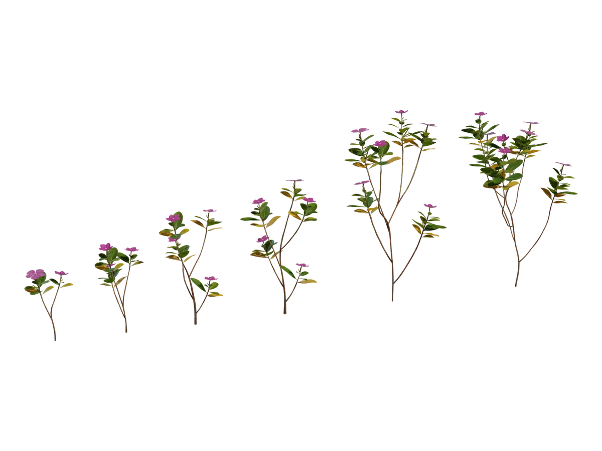 Periwinkle Plant