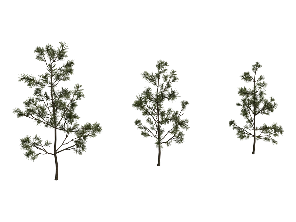 Pine Sapling Small