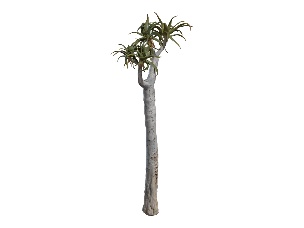 Quiver Tree 01