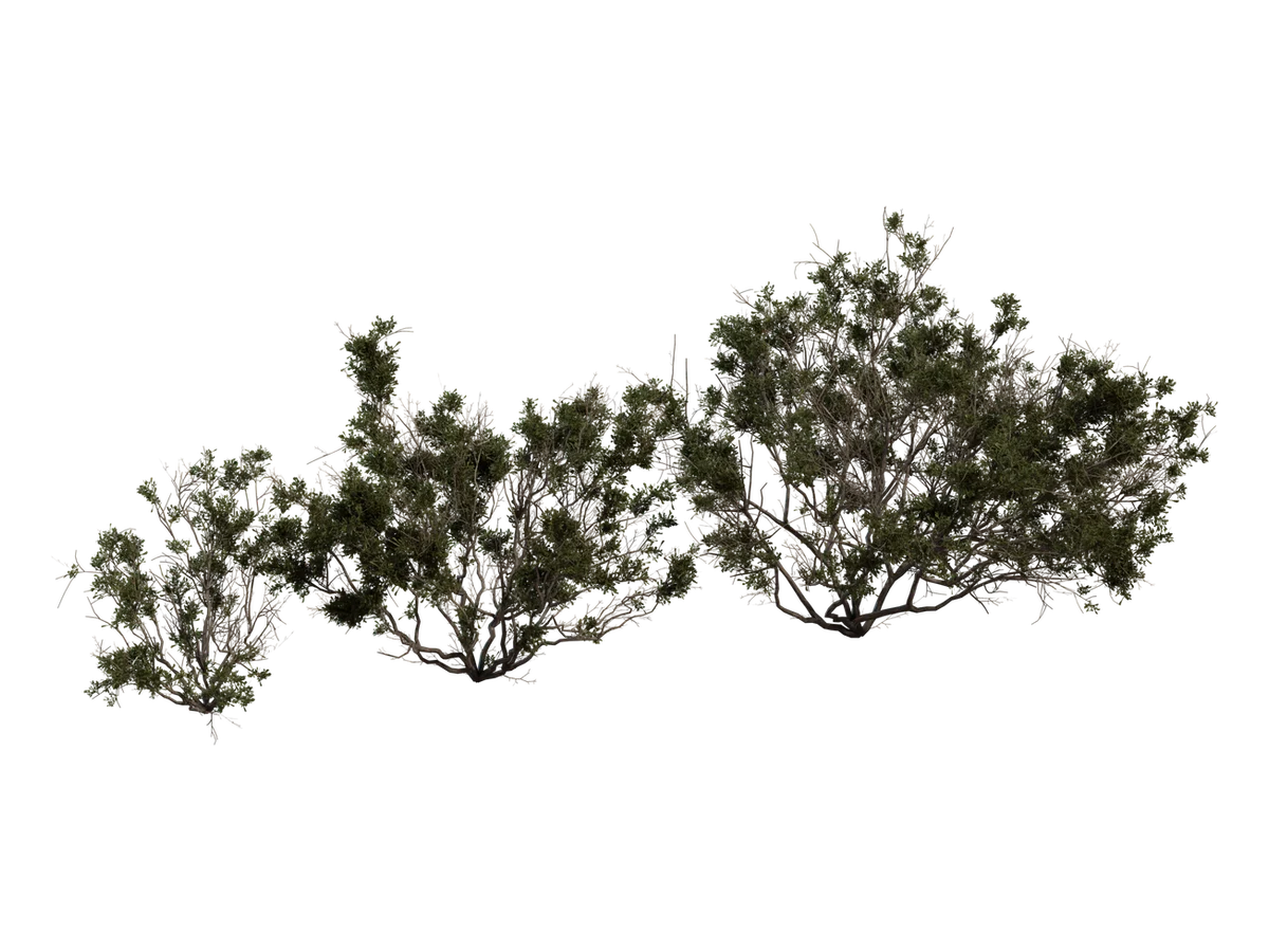 Searsia Burchellii