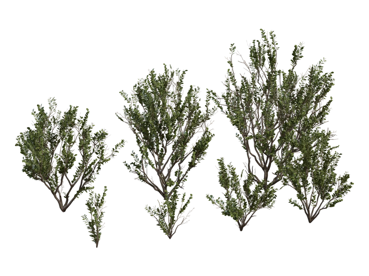 Searsia Lucida