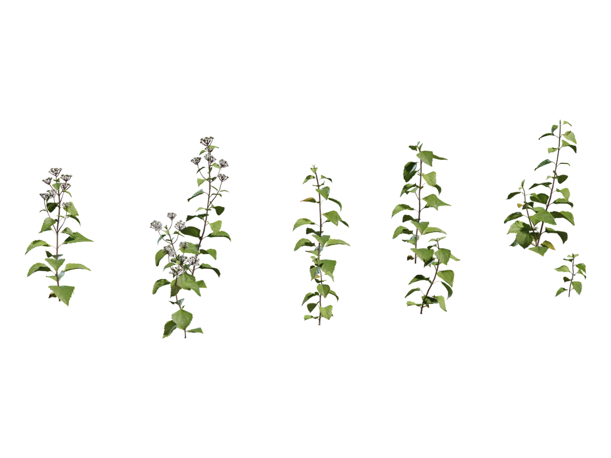 Shrub 01