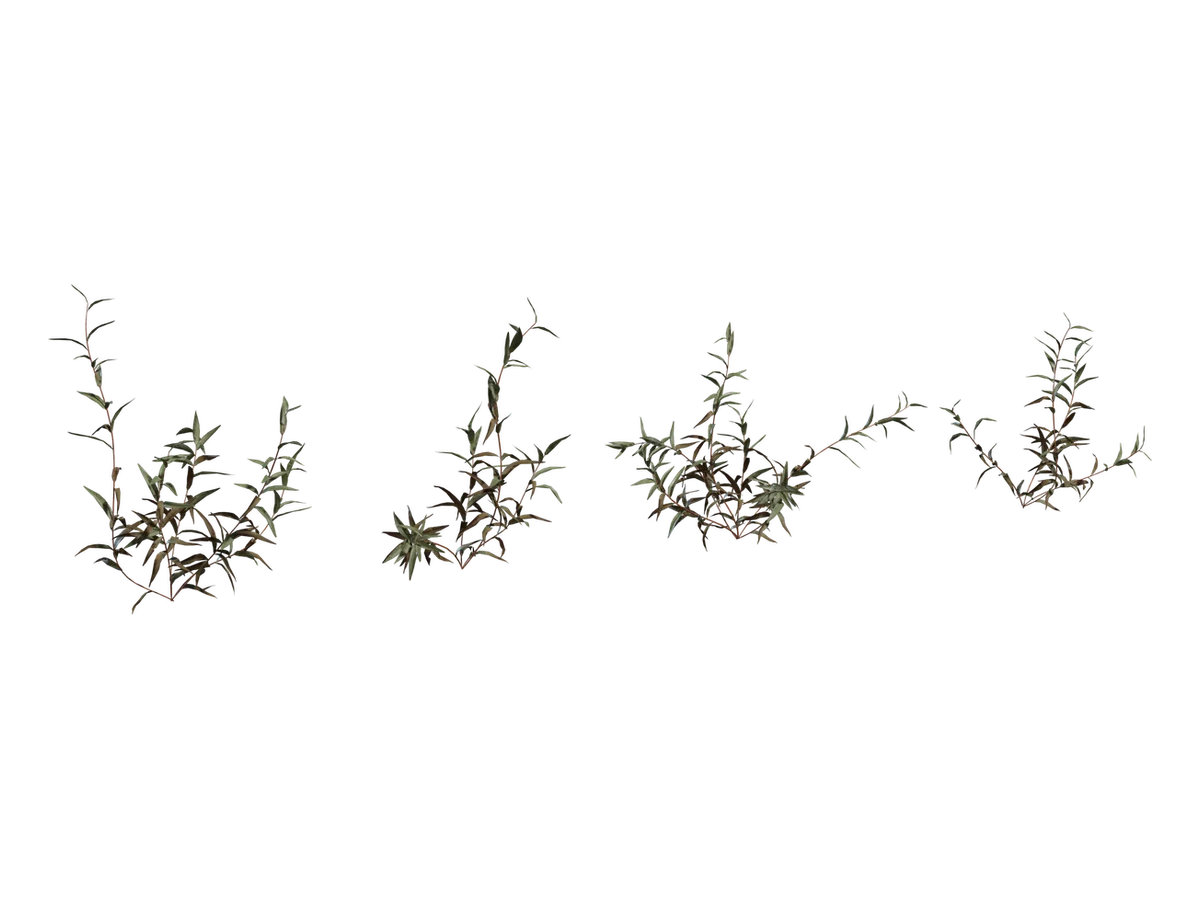 Shrub 02