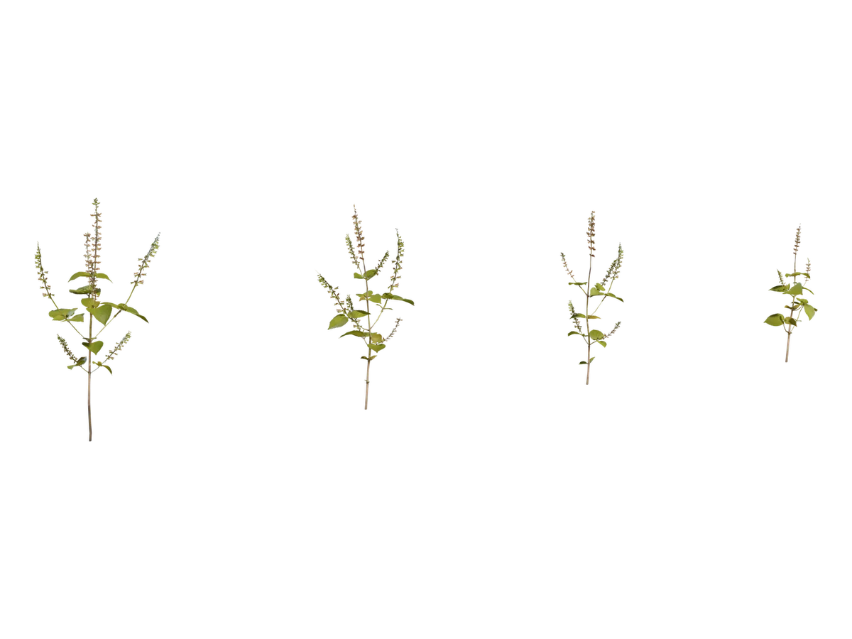 Shrub 03