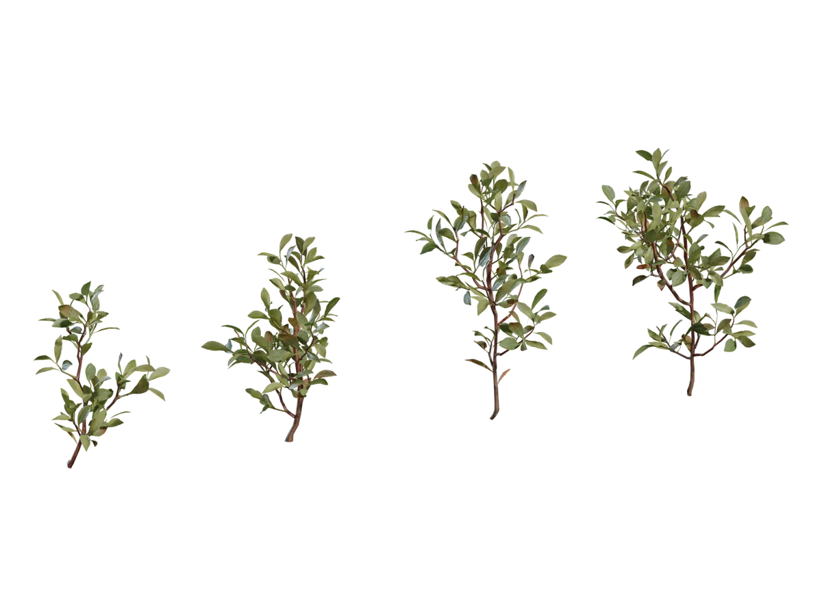 Shrub 04