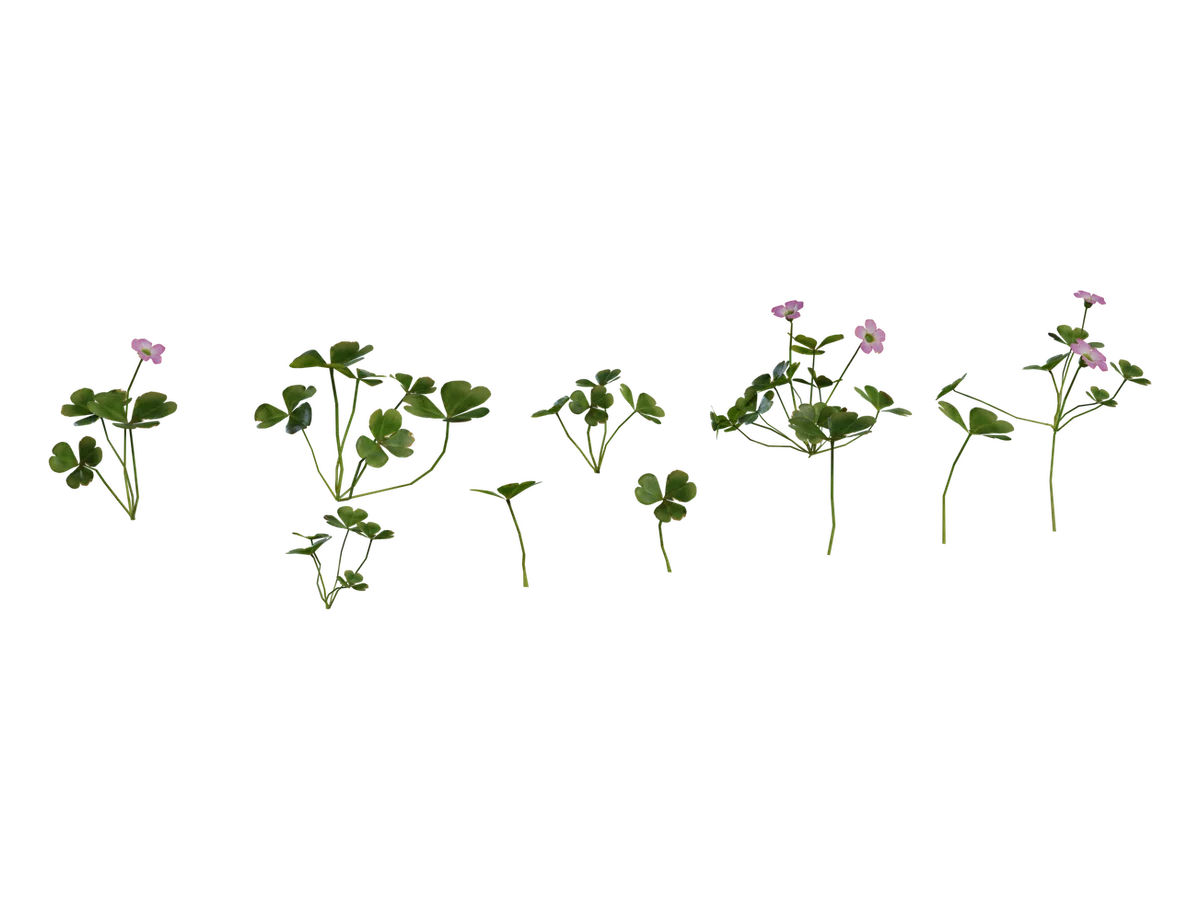 Shrub Sorrel 01