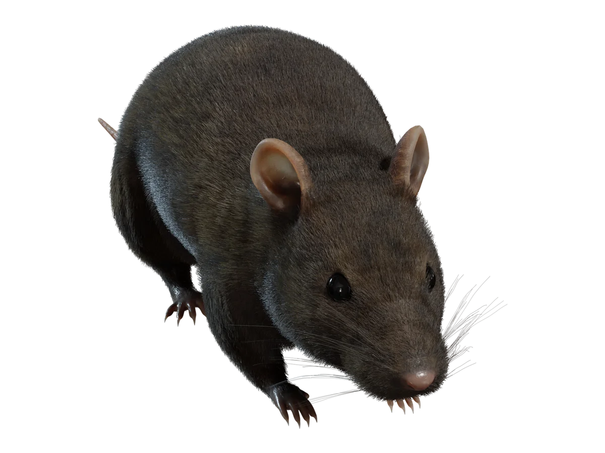 Street Rat