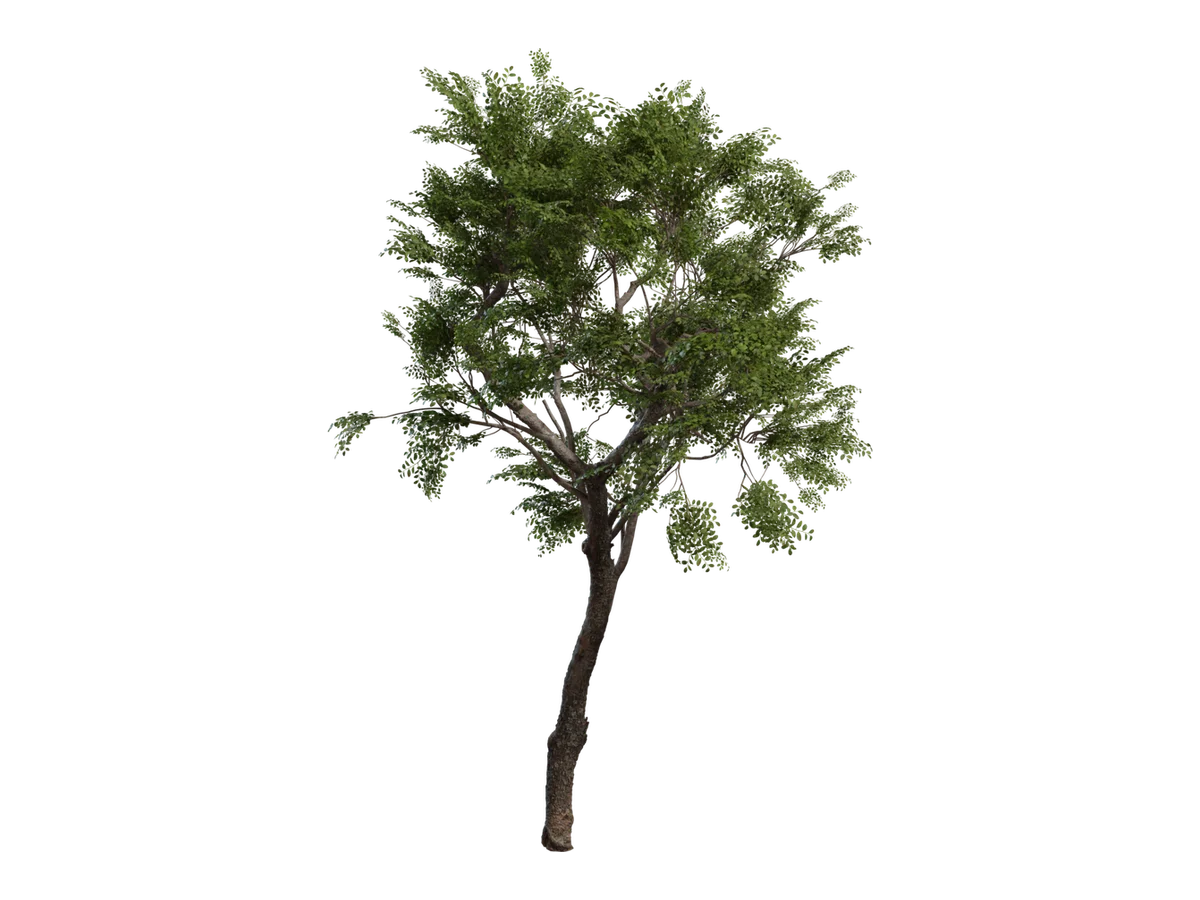 Tree Small 02