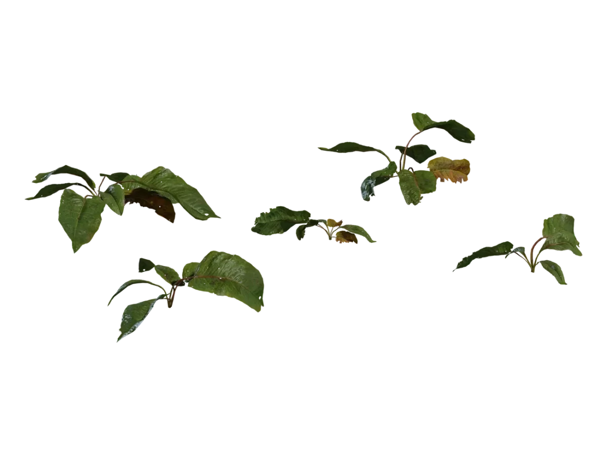 Weed Plant 02