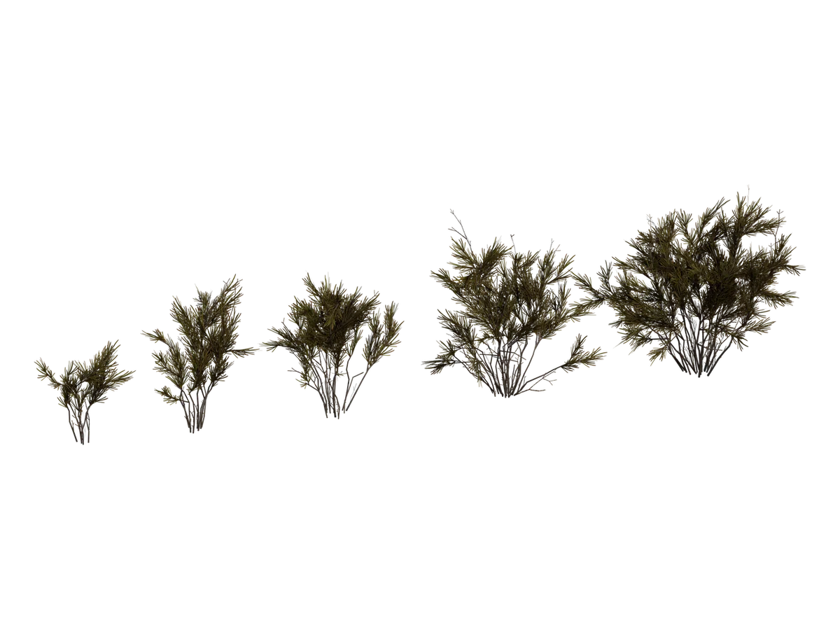 Wild Rooibos Bush